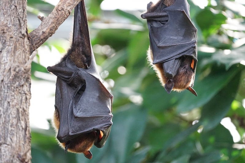 Descubren que los murciélagos practican el «distanciamiento social» cuando están enfermos 39
